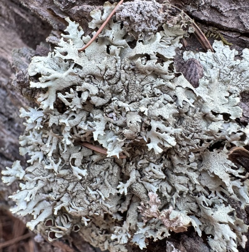 Colorado Xanthoparmelia Lichen photo 6