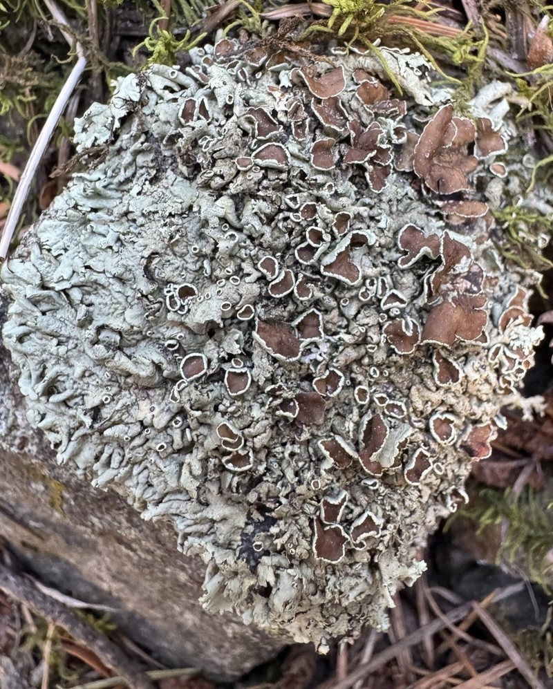 Colorado Xanthoparmelia Lichen photo 7