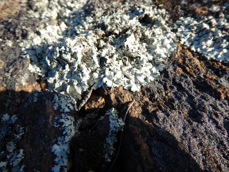 Colorado Xanthoparmelia Lichen photo 8
