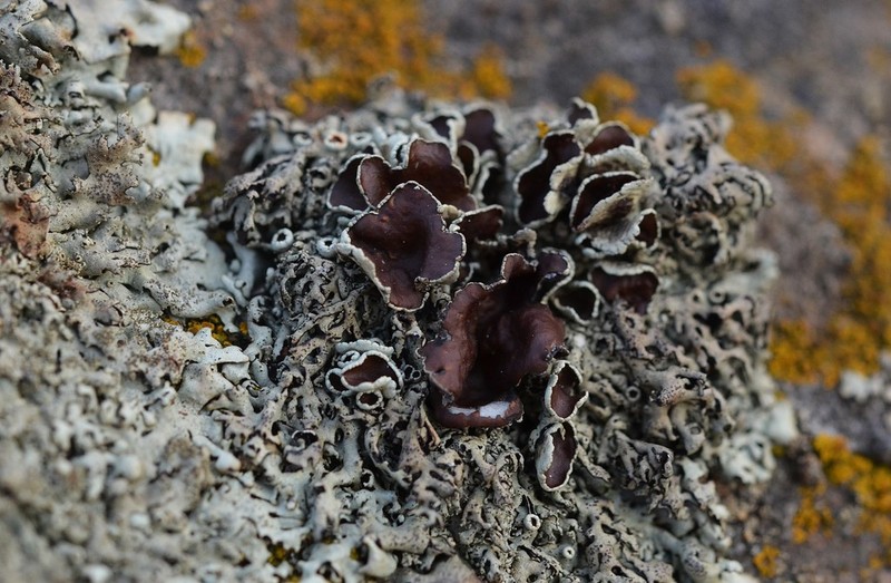 Xanthoparmelia Lichen photo 2