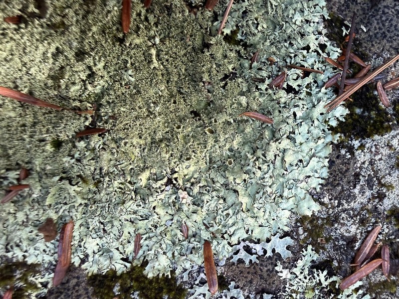 Xanthoparmelia Lichen photo 3