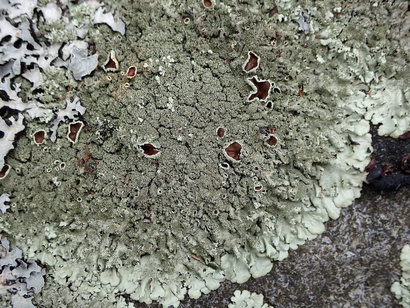 Xanthoparmelia Lichen photo 4