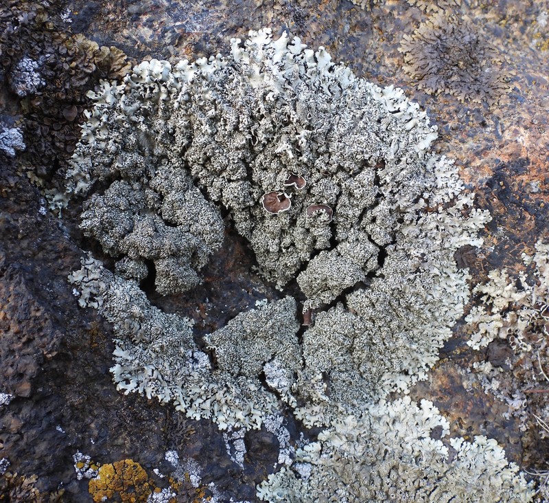 Xanthoparmelia Lichen photo 5