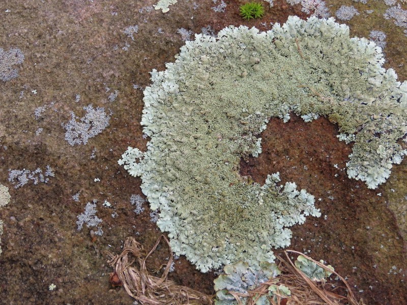 Xanthoparmelia Lichen photo 6