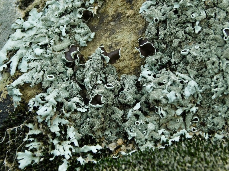 Xanthoparmelia Lichen photo 7