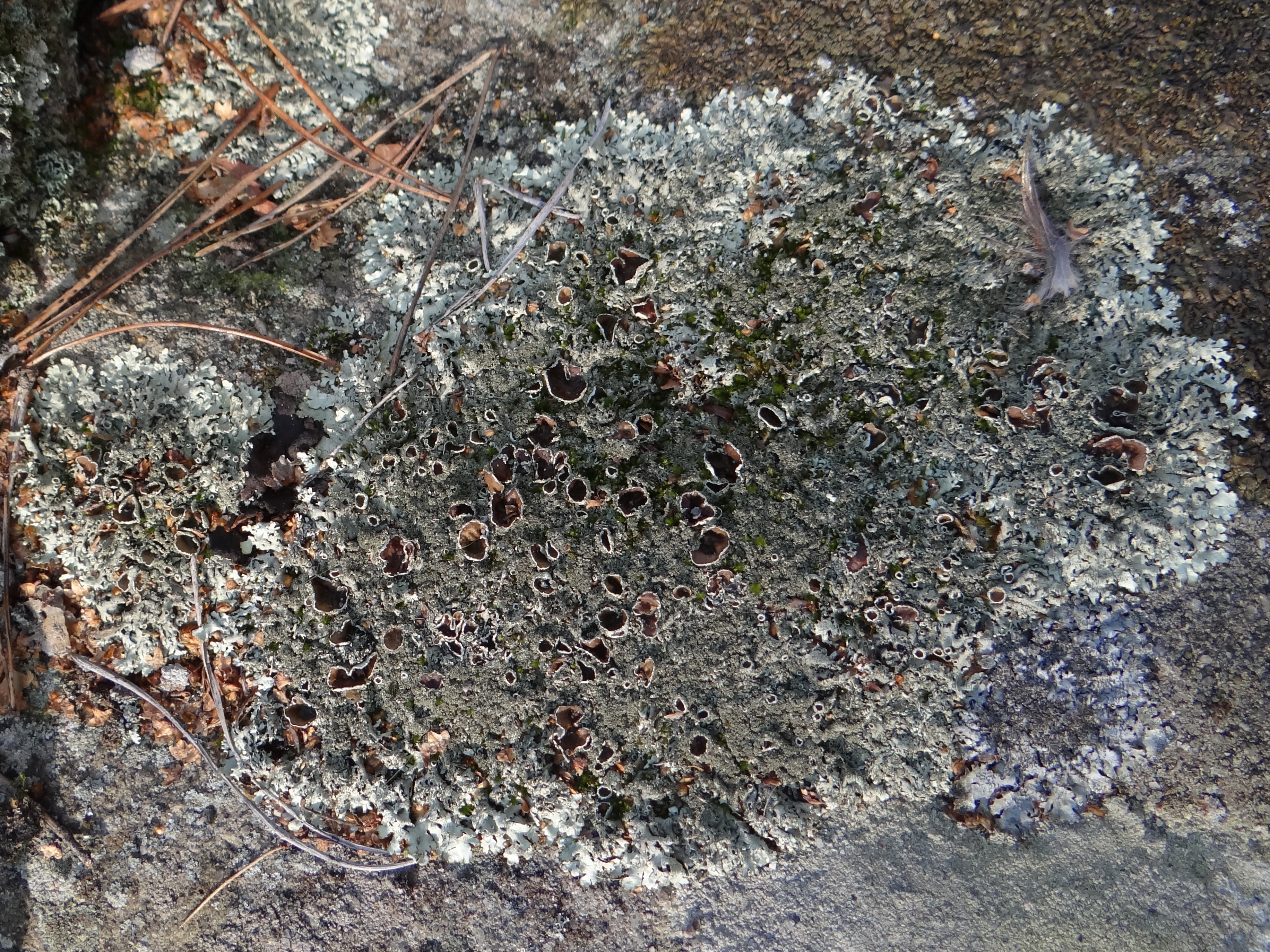 Xanthoparmelia Lichen