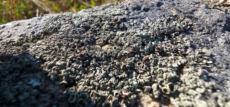 Cumberland Xanthoparmelia Lichen photo 2