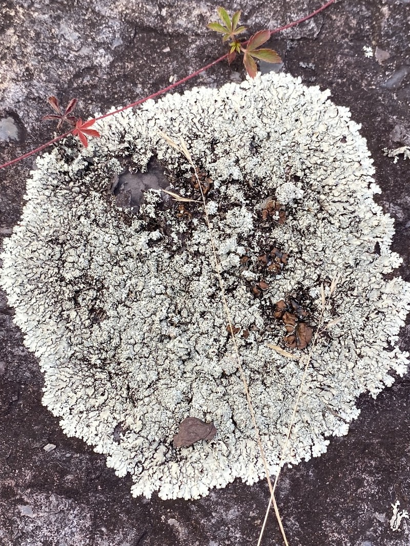 Cumberland Xanthoparmelia Lichen photo 3