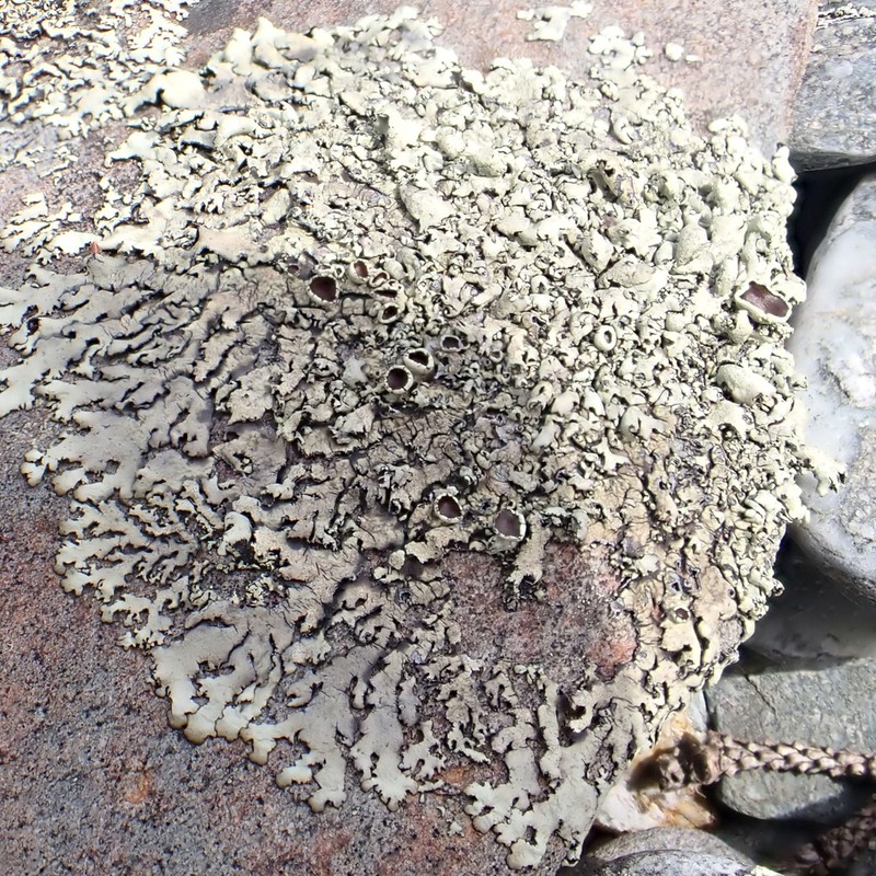 Cumberland Xanthoparmelia Lichen photo 4
