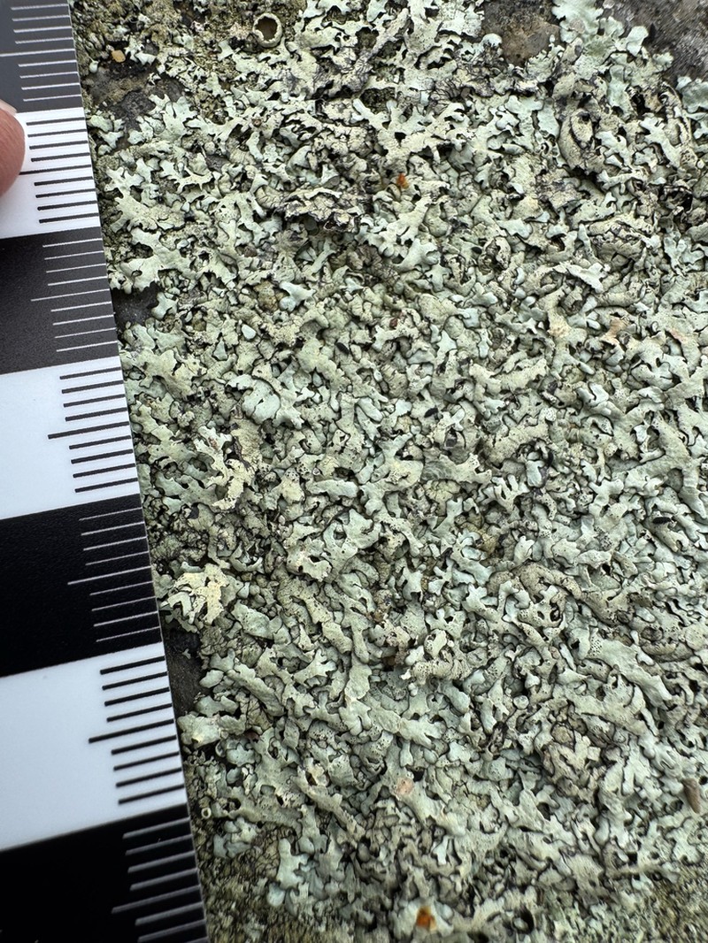 Cumberland Xanthoparmelia Lichen photo 5