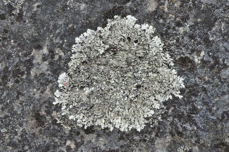 Cumberland Xanthoparmelia Lichen photo 6