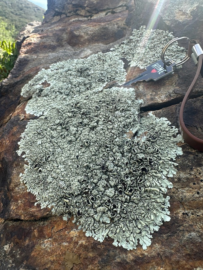 Cumberland Xanthoparmelia Lichen photo 7