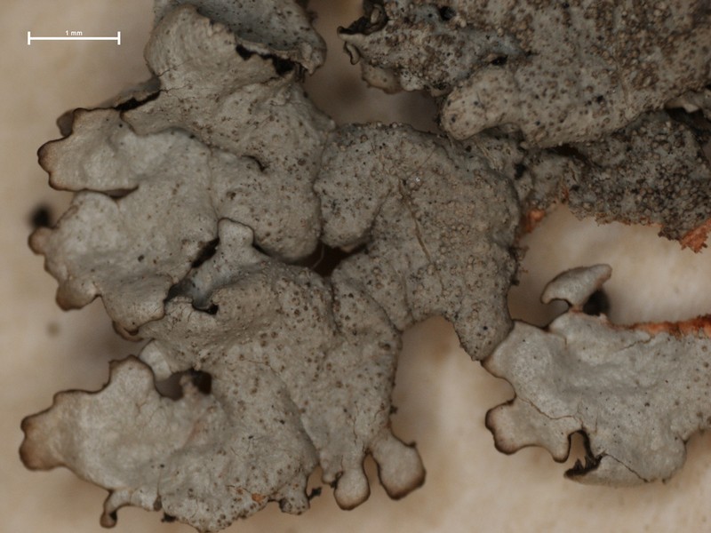 Xanthoparmelia Lichen photo 6