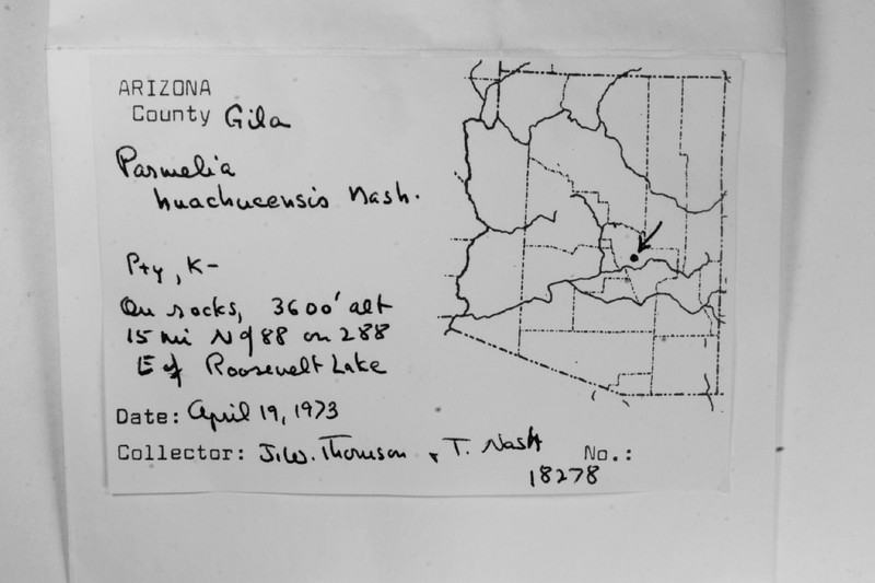 Huachuca Xanthoparmelia Lichen photo 2