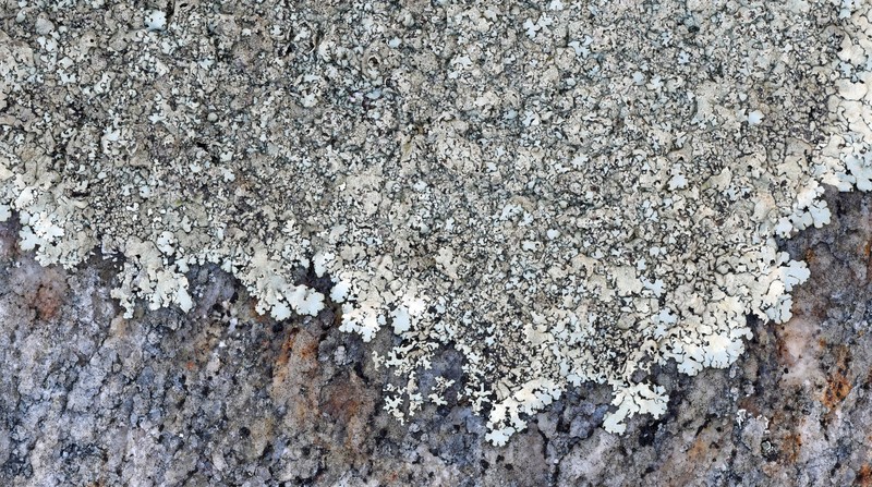 Xanthoparmelia Lichen photo 2