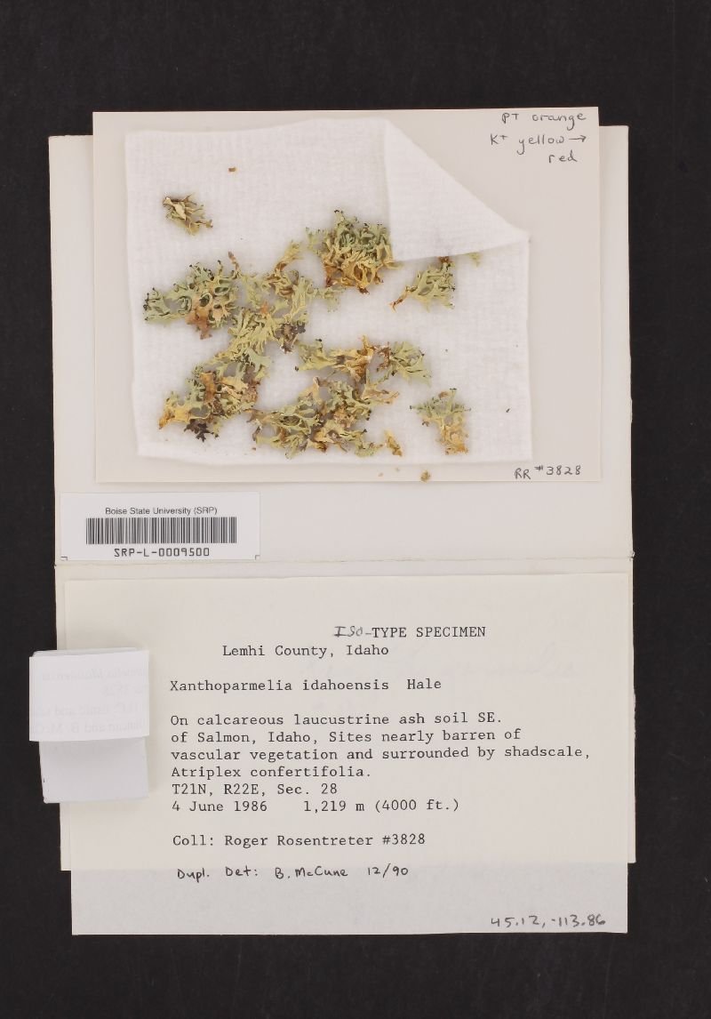 Idaho Xanthoparmelia Lichen