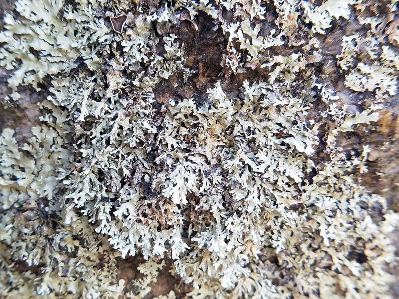 Xanthoparmelia Lichen