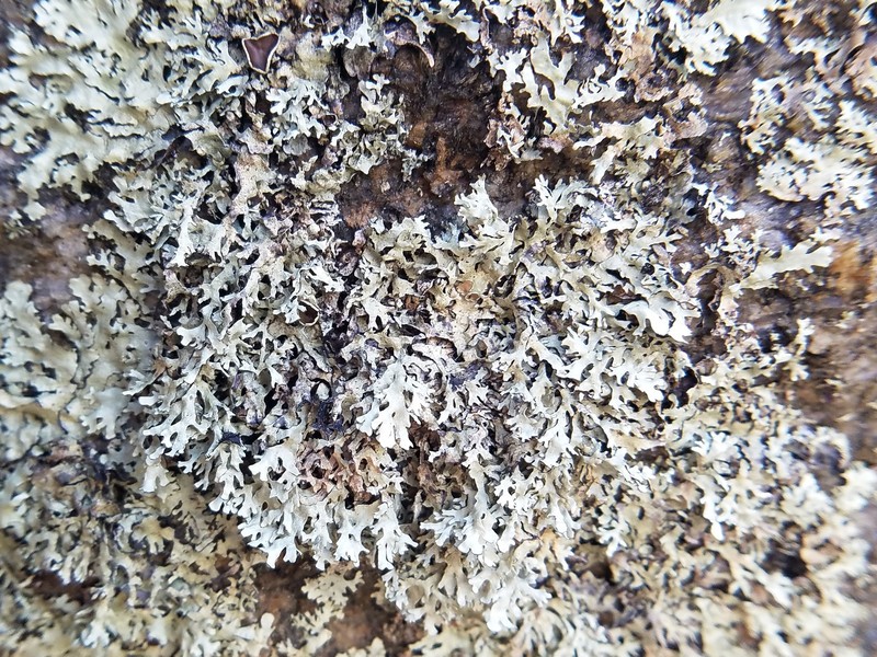 Xanthoparmelia Lichen photo 2