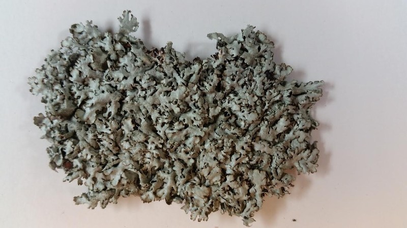 Xanthoparmelia Lichen photo 4