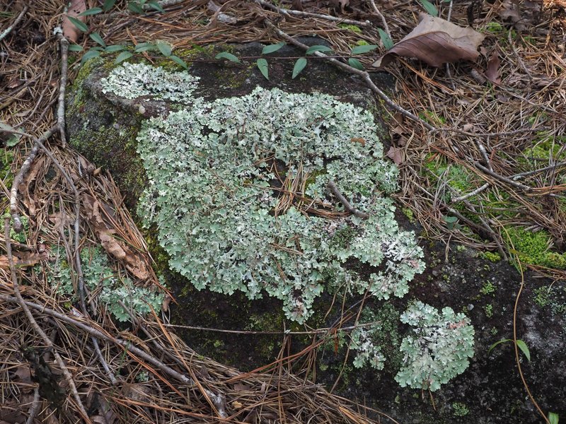 Xanthoparmelia Lichen