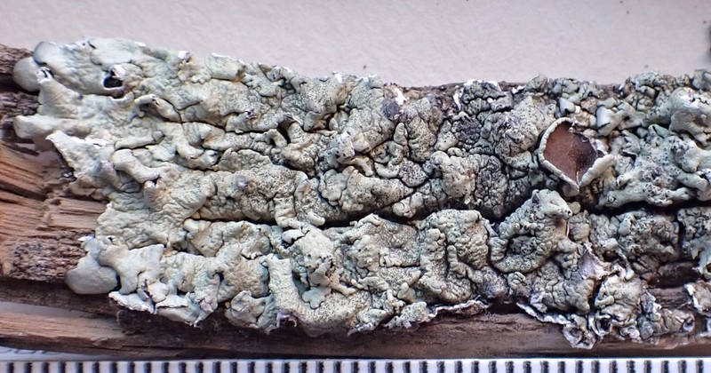 Xanthoparmelia Lichen