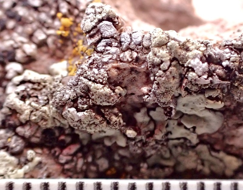 Xanthoparmelia Lichen photo 2