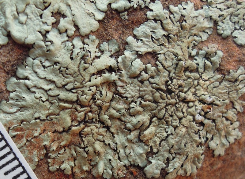 Xanthoparmelia Lichen photo 3