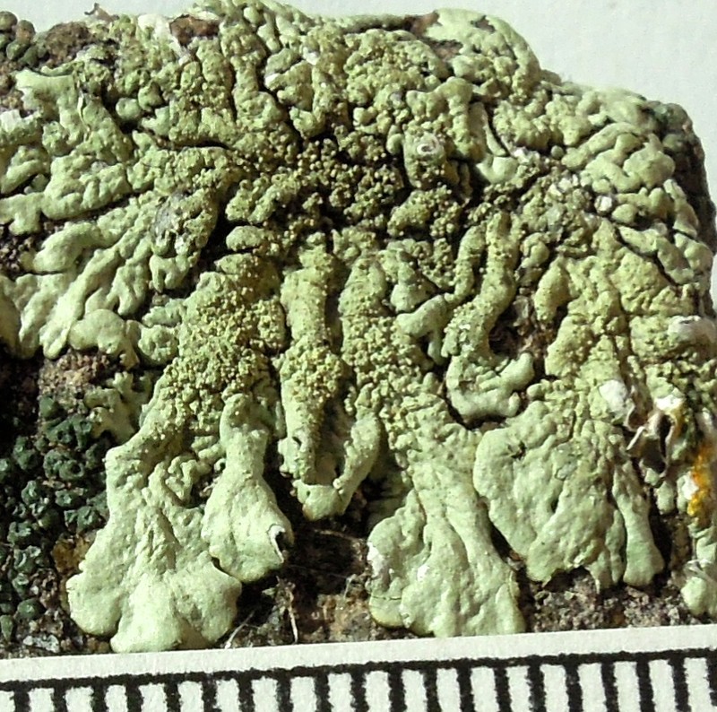 Xanthoparmelia Lichen photo 4