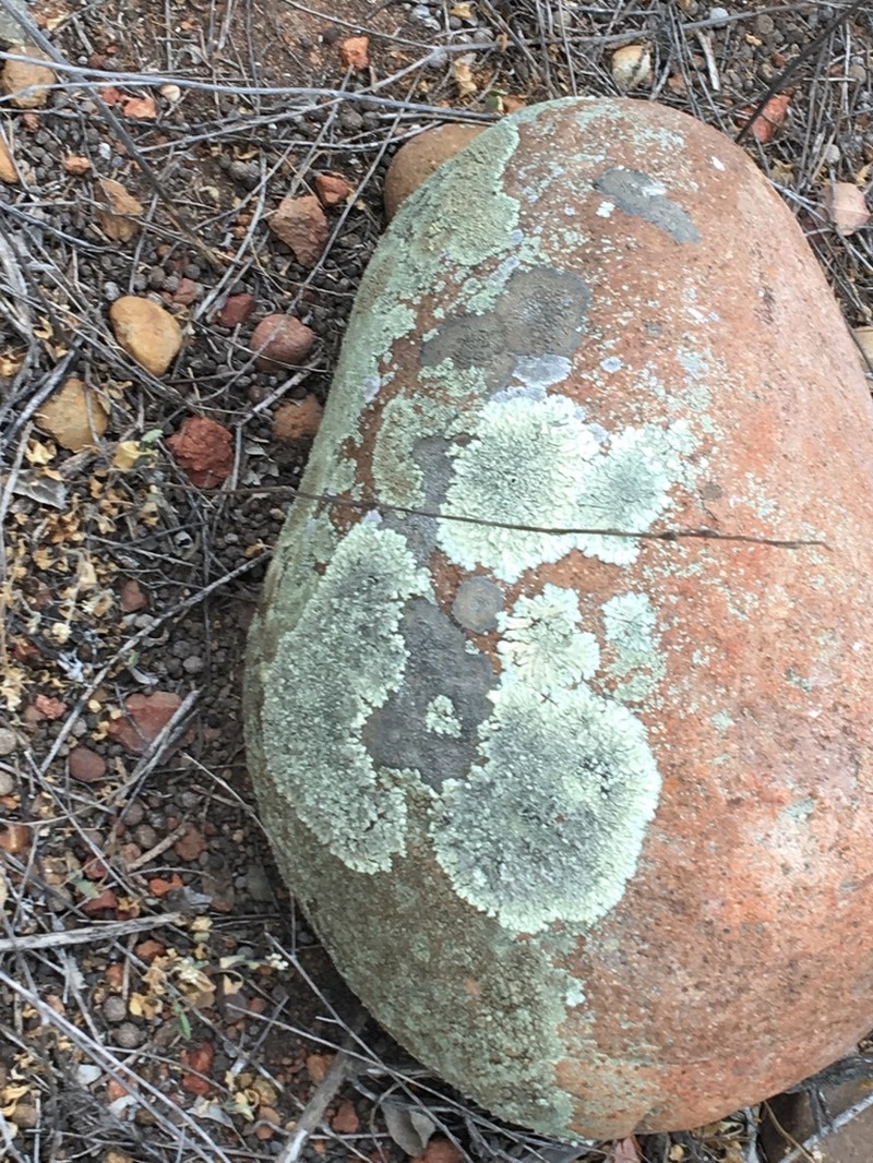 Xanthoparmelia Lichen photo 2