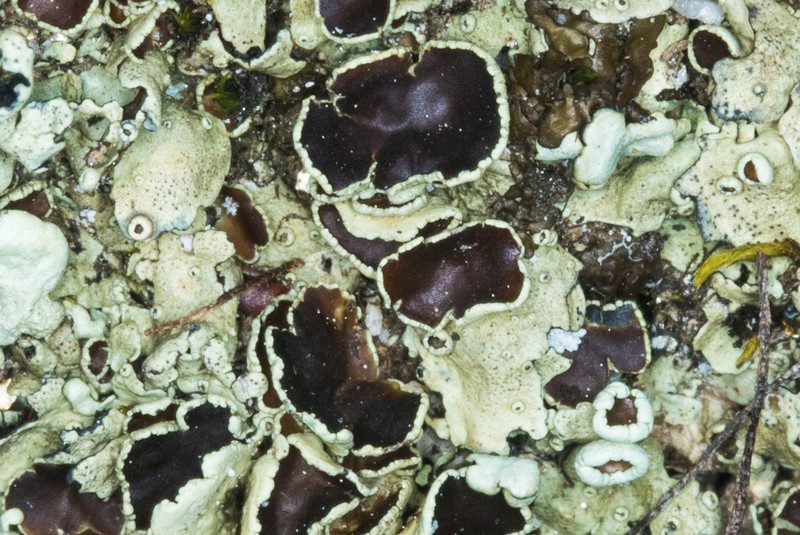 Xanthoparmelia Lichen photo 3