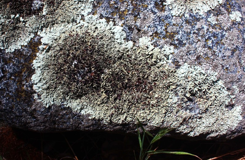 Xanthoparmelia Lichen photo 4