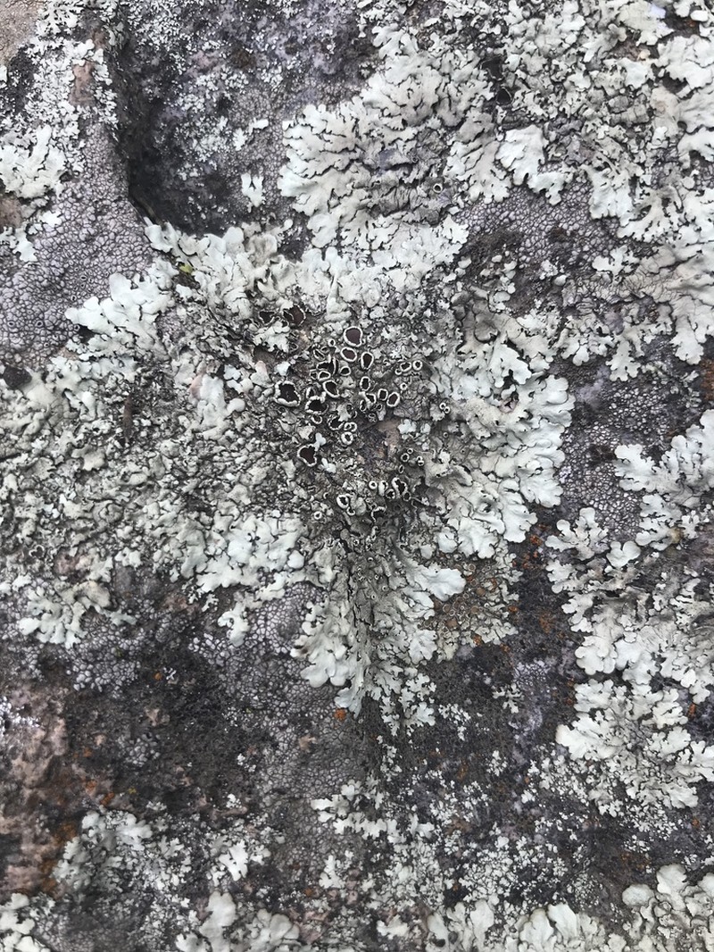 Xanthoparmelia Lichen photo 5