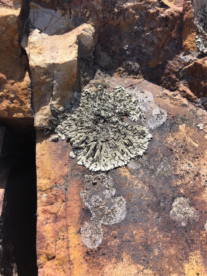 Xanthoparmelia Lichen photo 6