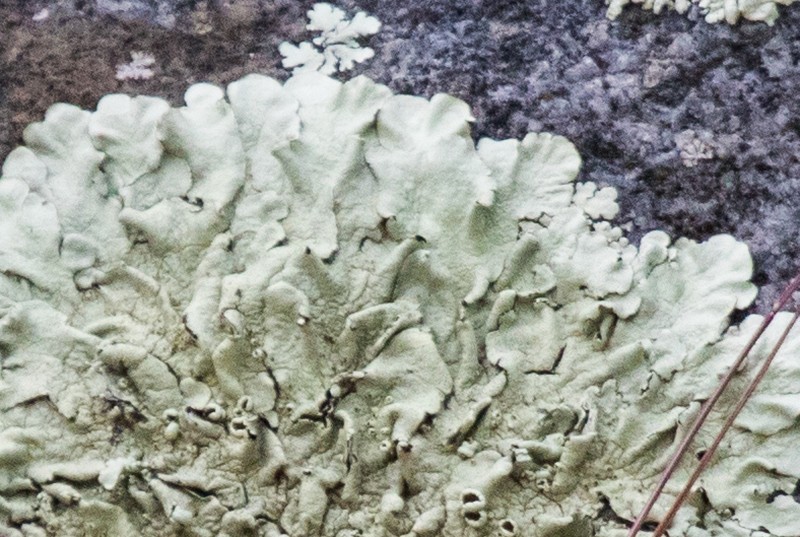 Xanthoparmelia Lichen photo 7