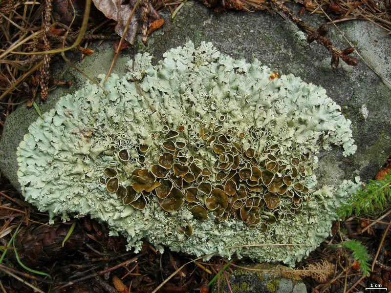 Xanthoparmelia Lichen