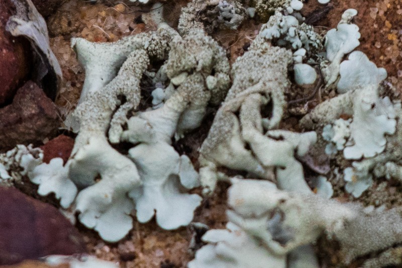 Maricopa Xanthoparmelia Lichen