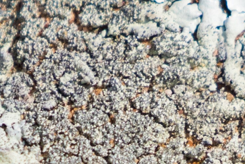 Maricopa Xanthoparmelia Lichen photo 2