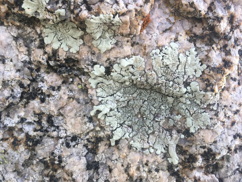 Maricopa Xanthoparmelia Lichen photo 3