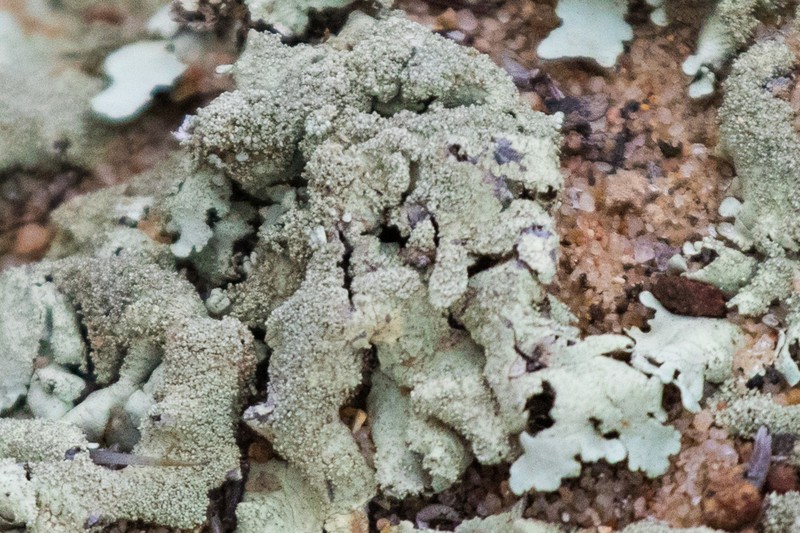 Maricopa Xanthoparmelia Lichen photo 4