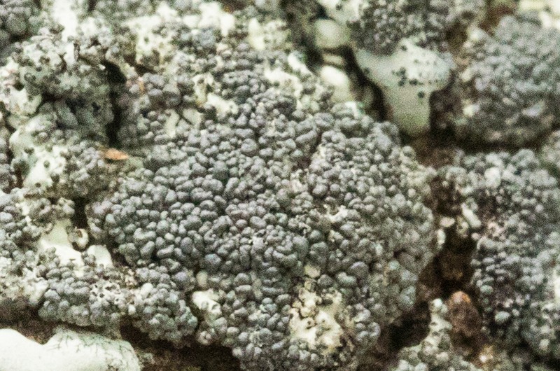 Maricopa Xanthoparmelia Lichen photo 5