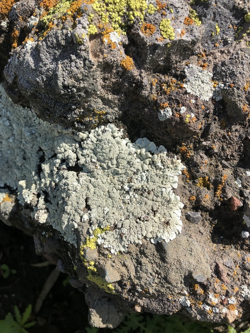 Maricopa Xanthoparmelia Lichen photo 6