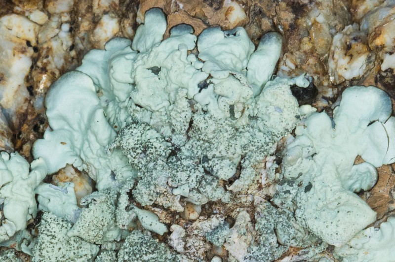 Maricopa Xanthoparmelia Lichen photo 7