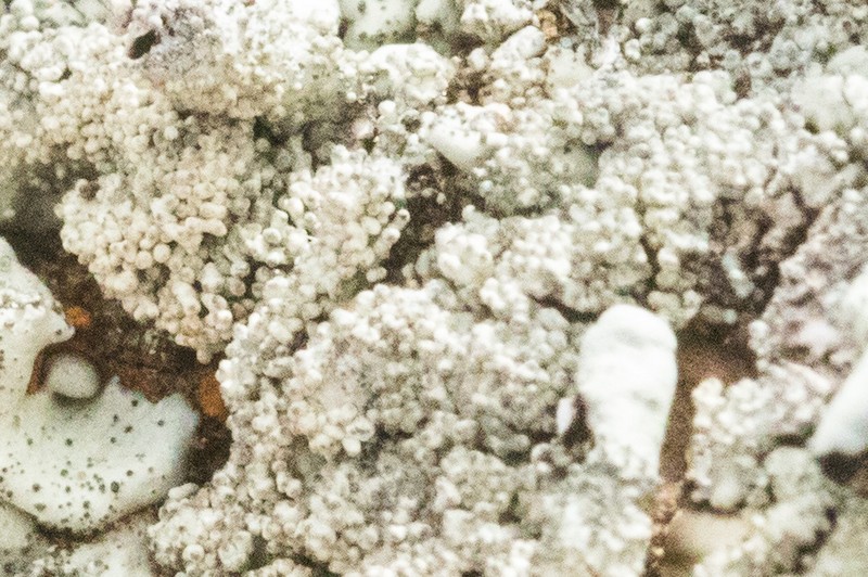 Maricopa Xanthoparmelia Lichen photo 8
