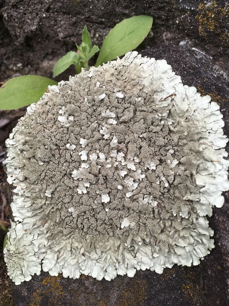 Mexican Xanthoparmelia Lichen photo 2
