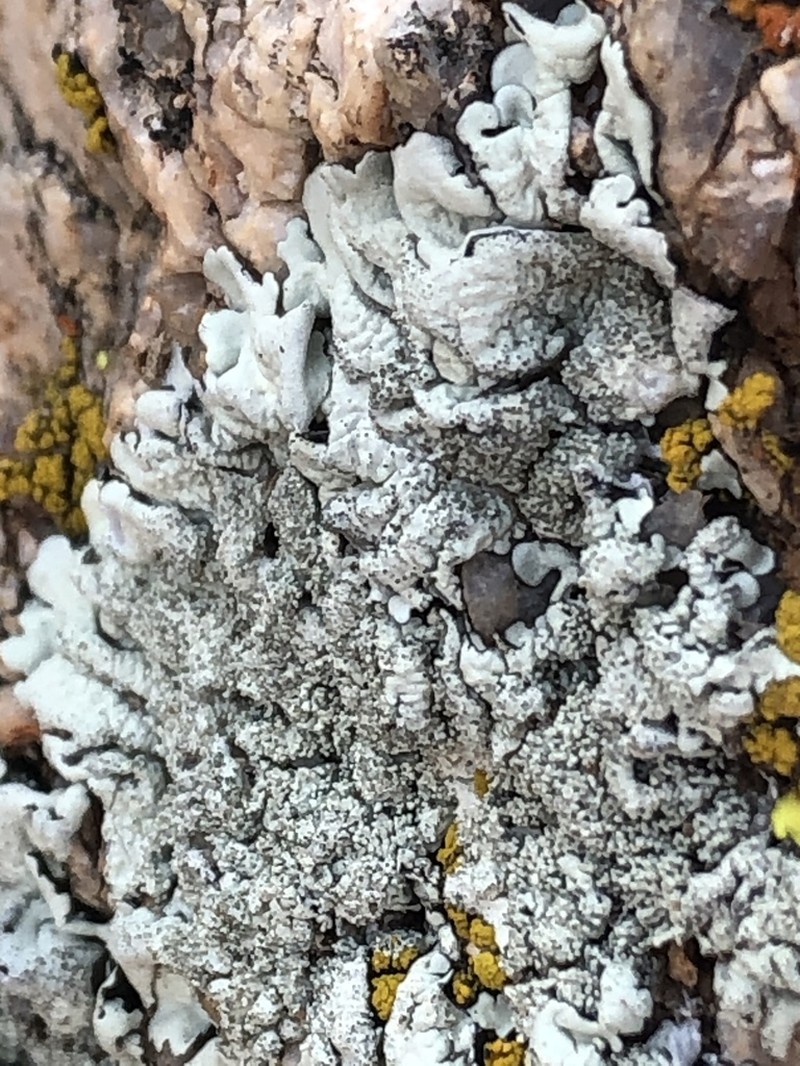Mexican Xanthoparmelia Lichen photo 3
