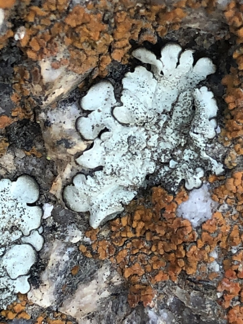 Mexican Xanthoparmelia Lichen photo 4
