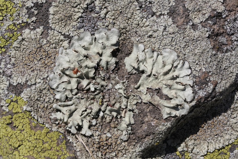 Mexican Xanthoparmelia Lichen photo 5