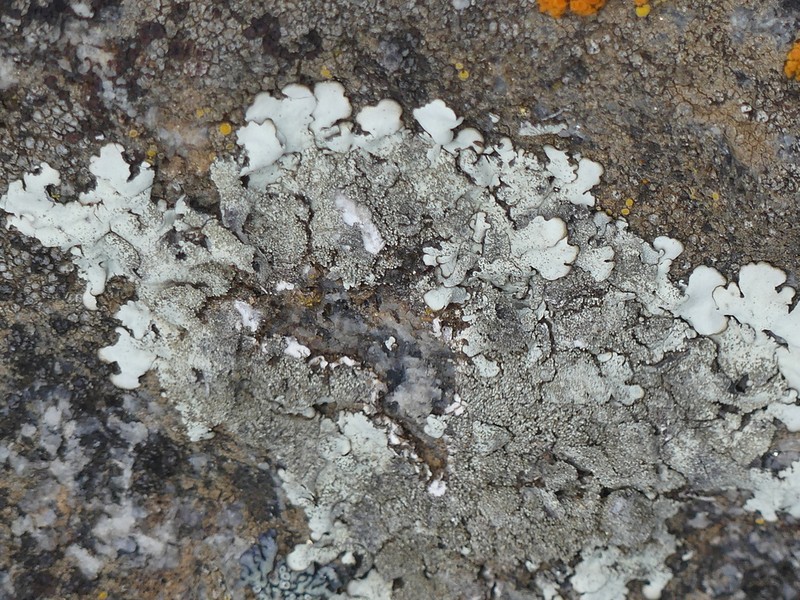 Mexican Xanthoparmelia Lichen photo 6