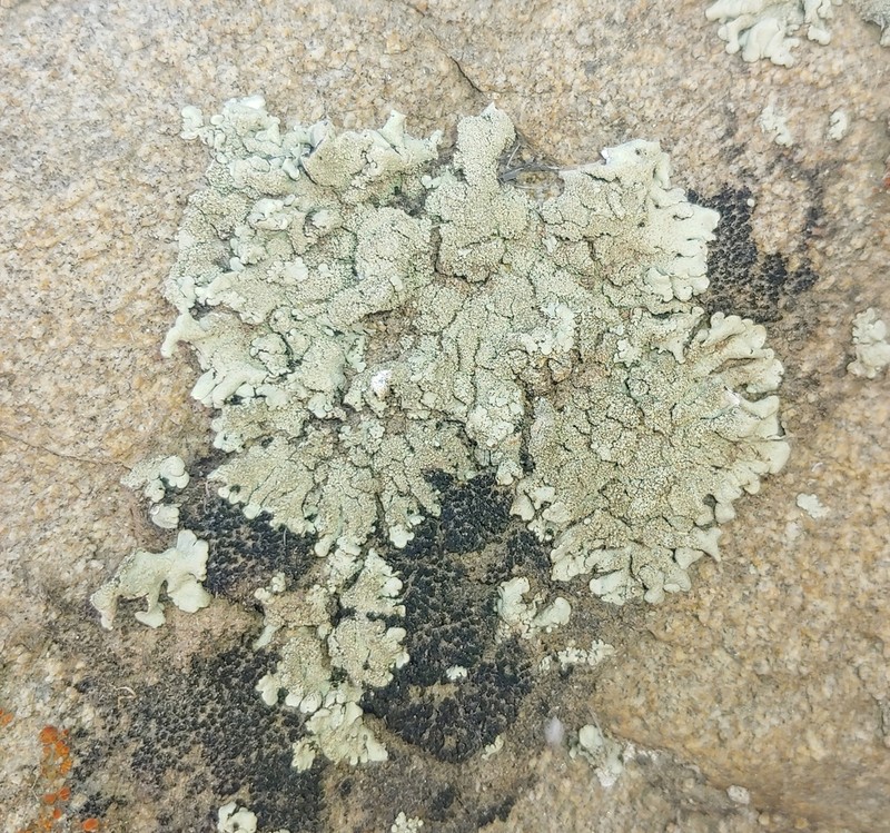 Mexican Xanthoparmelia Lichen photo 7