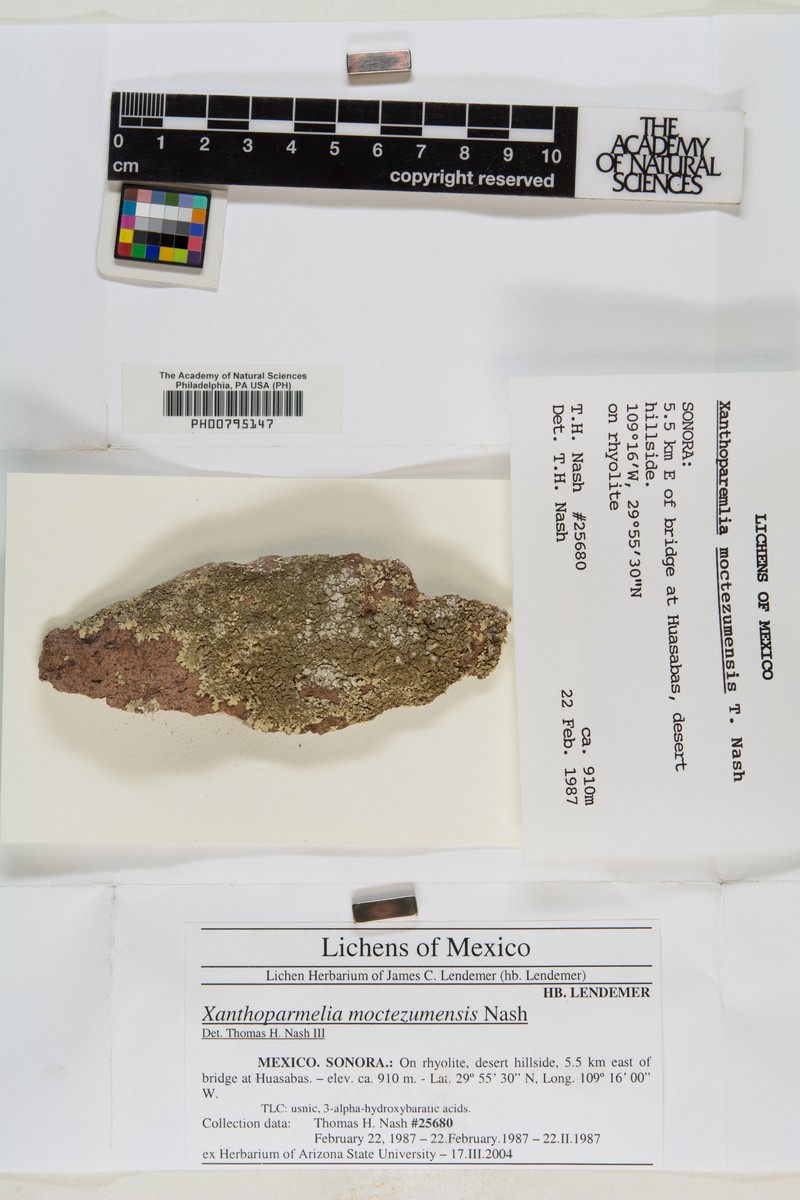Montezuma Xanthoparmelia Lichen